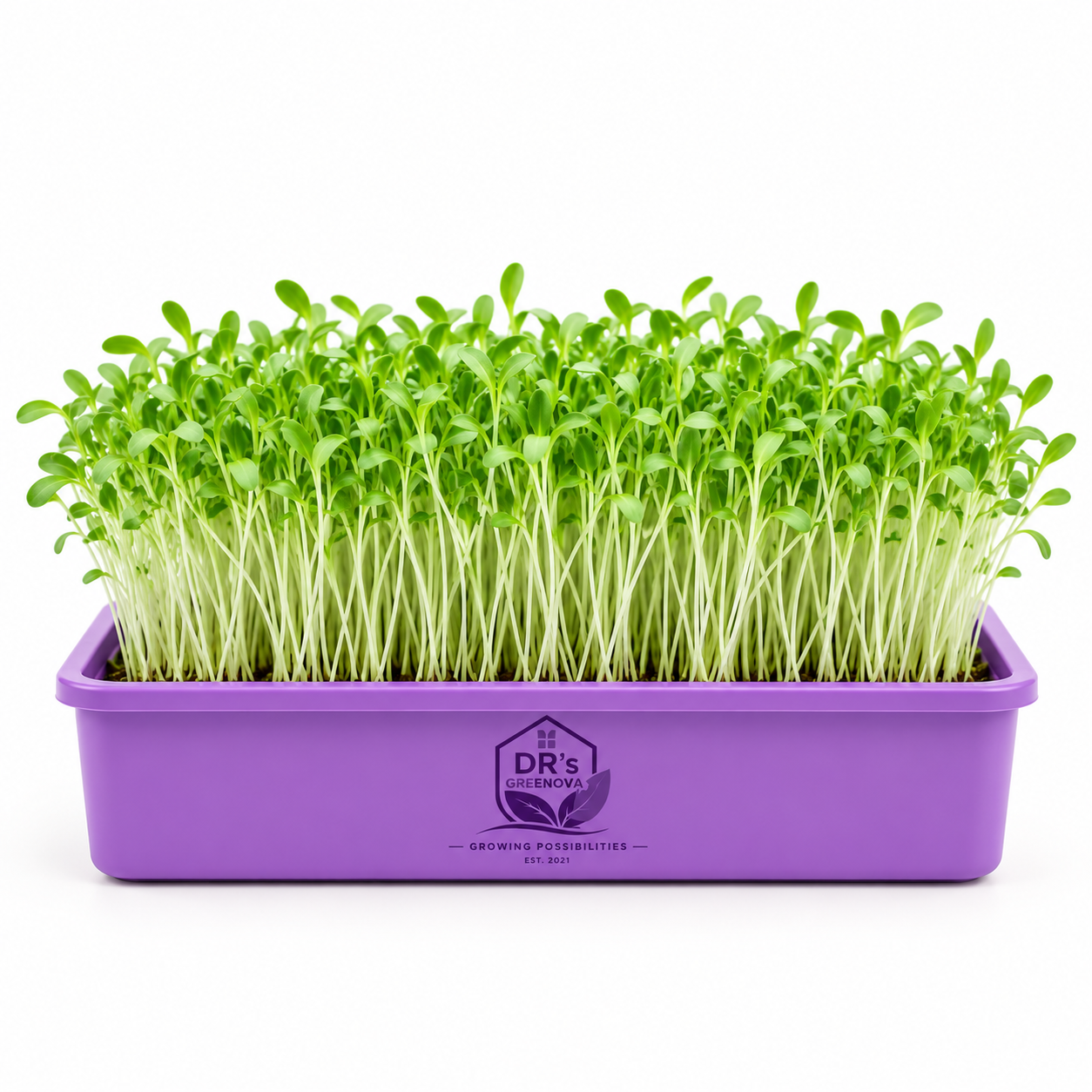 Alfalfa microgreens seeds - 100 g