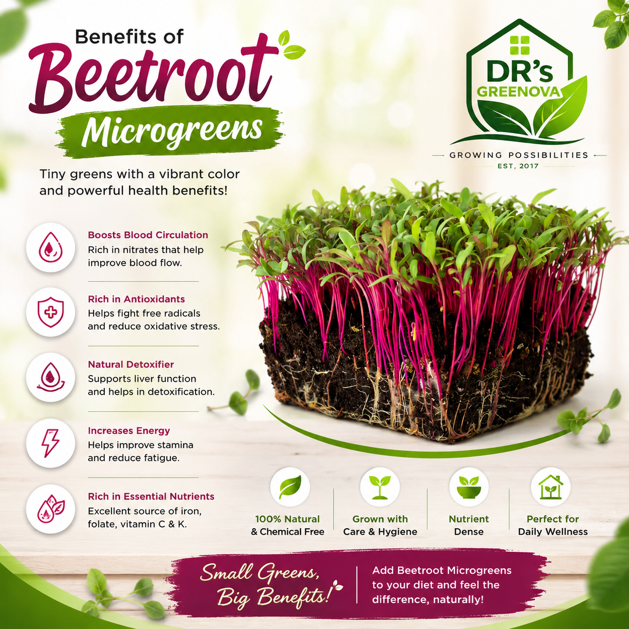 Beet Root Microgreen Seeds - 100 g