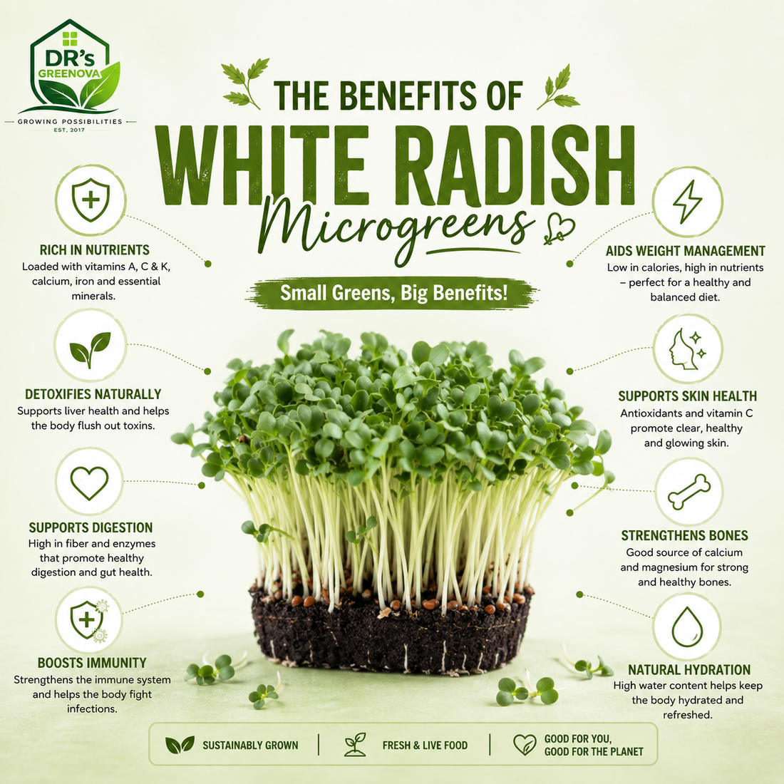 Fresh White Radish Microgreens - 100g