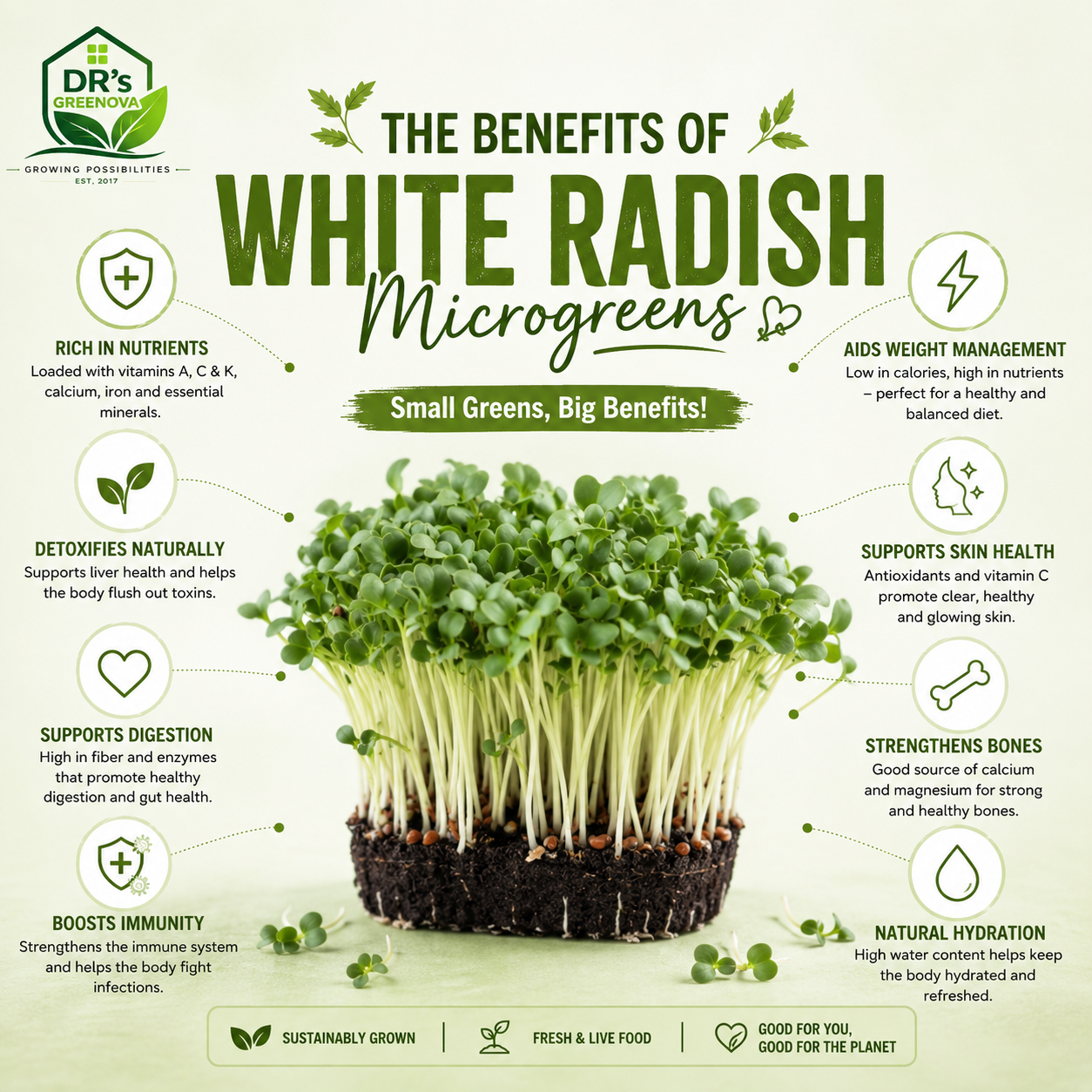 Fresh White Radish Microgreens - 100g