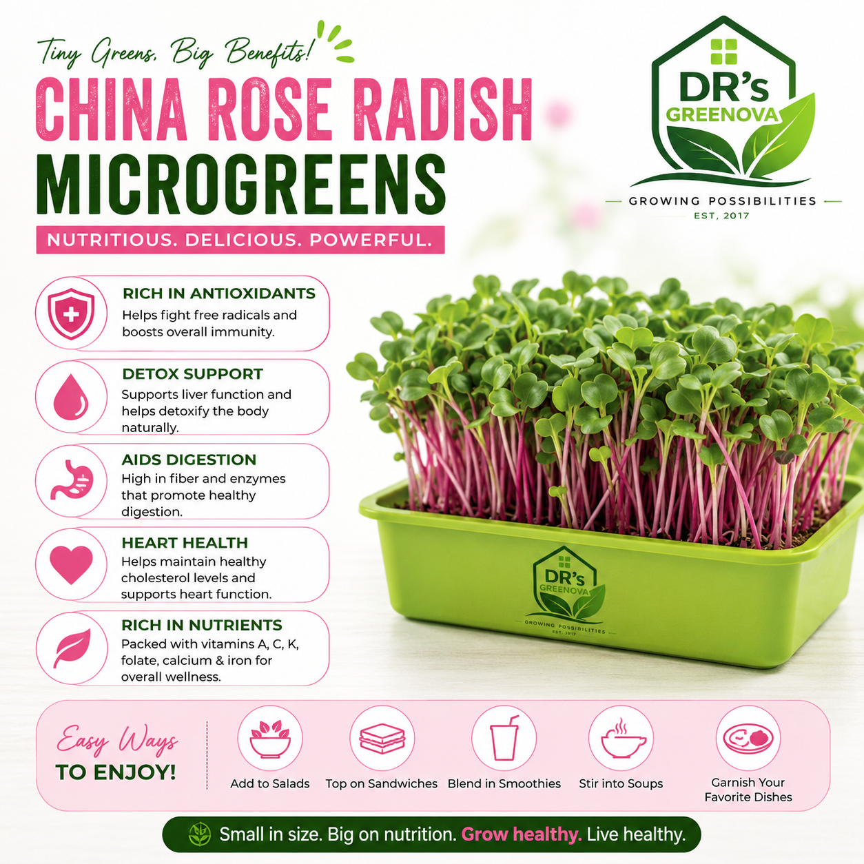 Fresh China Rose Radish Microgreens - 100 g
