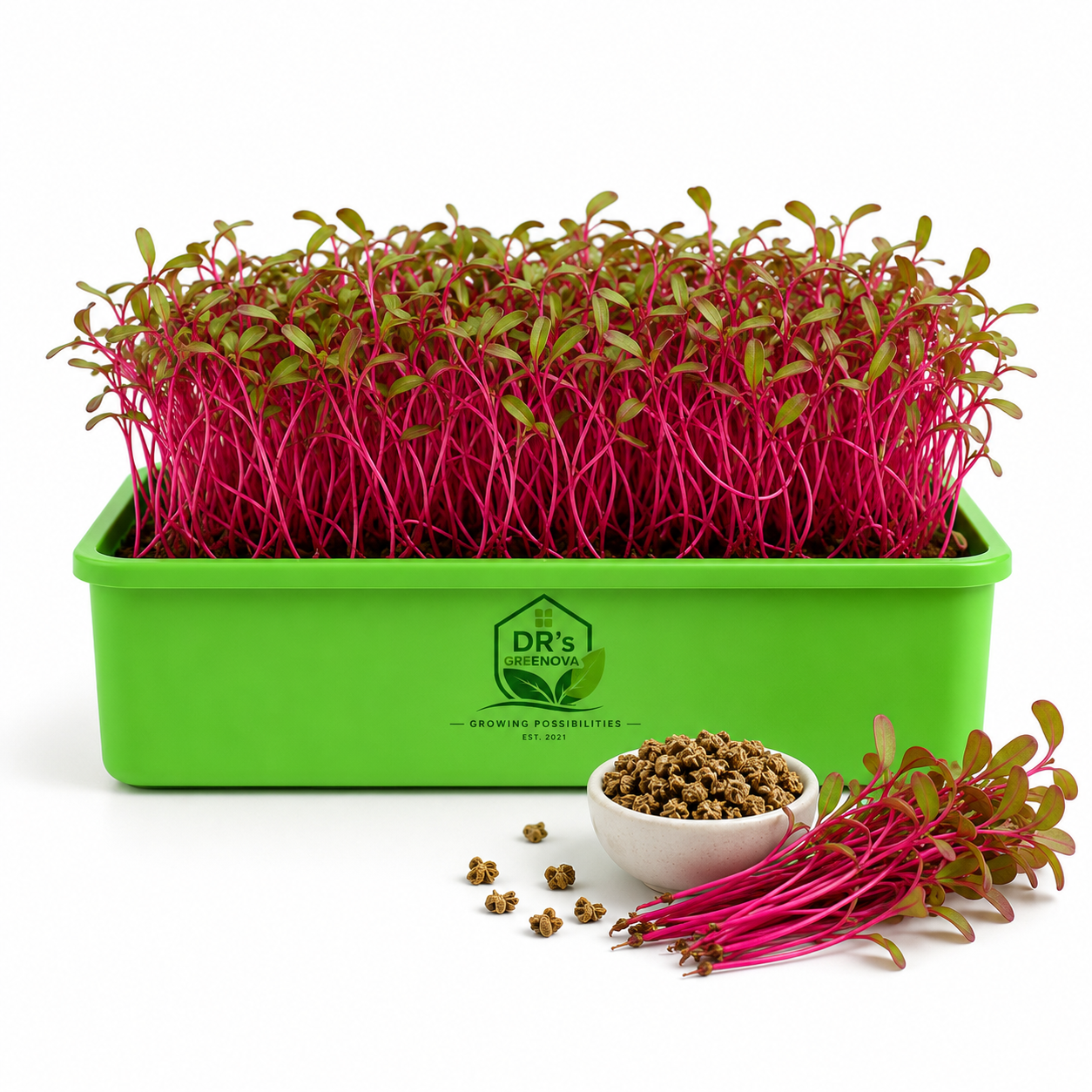 Beet Root Microgreen Seeds - 100 g