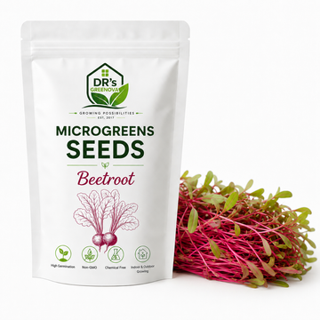 Beet Root Microgreen Seeds - 100 g