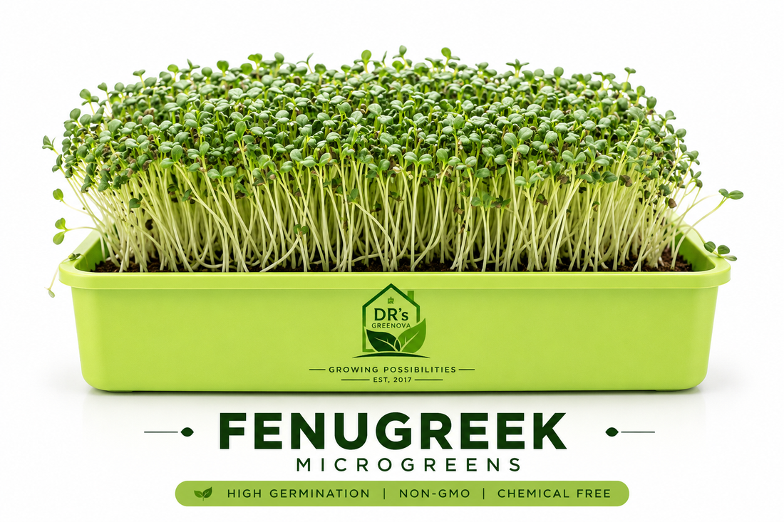 Fresh Fenugreek Microgreens - 100g