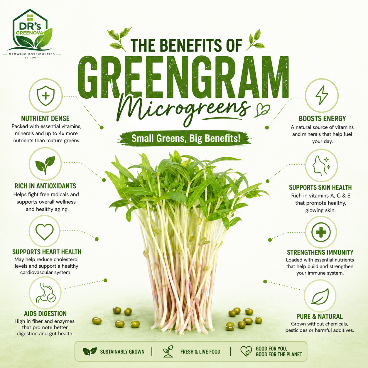 Moong Bean Microgreen Seeds - 200 g