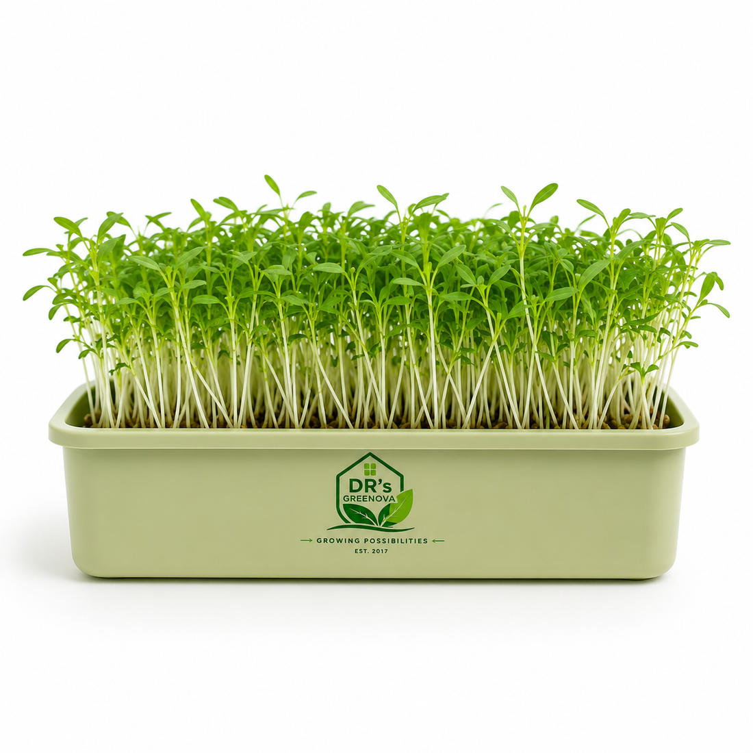 Fresh Green Gram Microgreens - 100 g