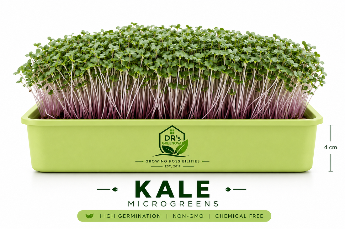 Fresh Kale Microgreens -100 g