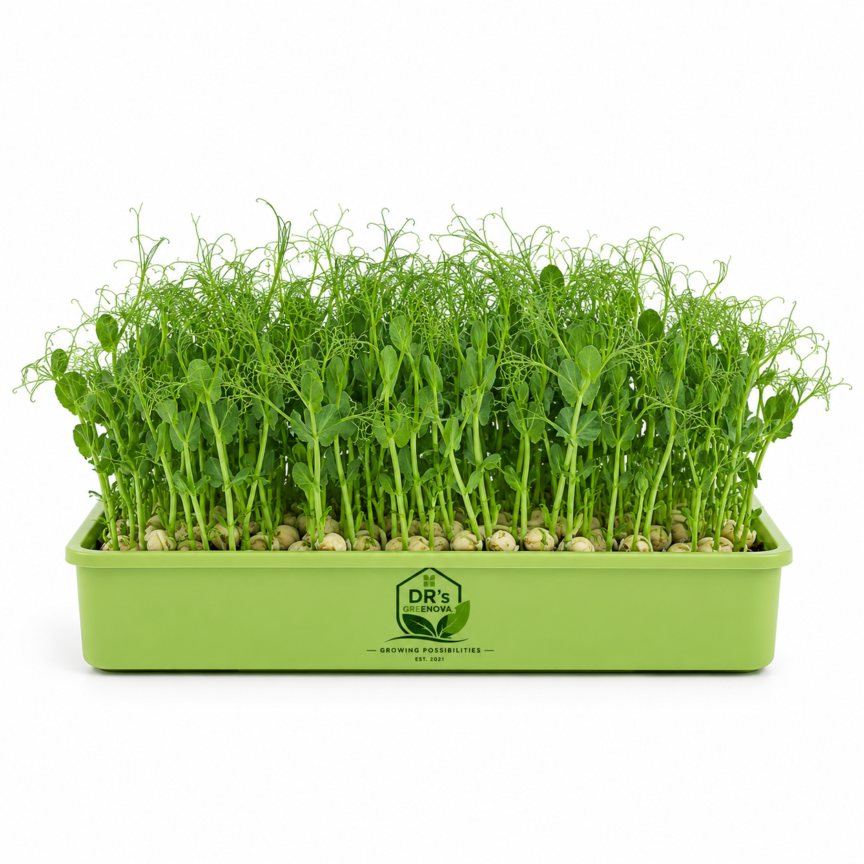 Peas Microgreens Seeds - 100g