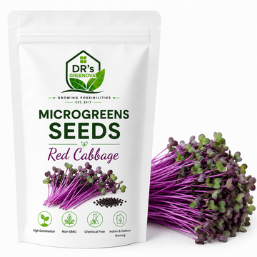 Red Cabbage Microgreens - 50g