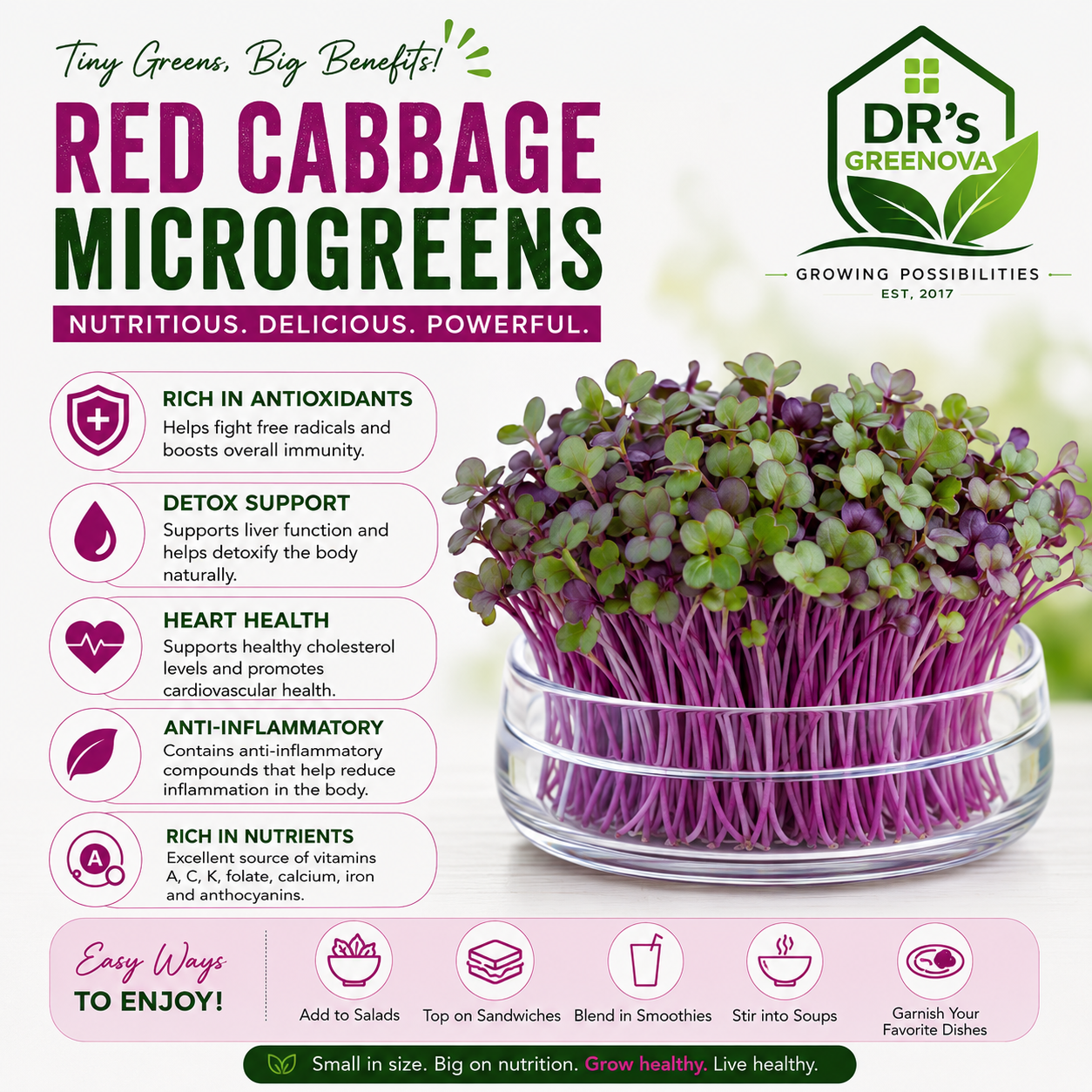 Fresh Red Cabbage Microgreens - 50 g