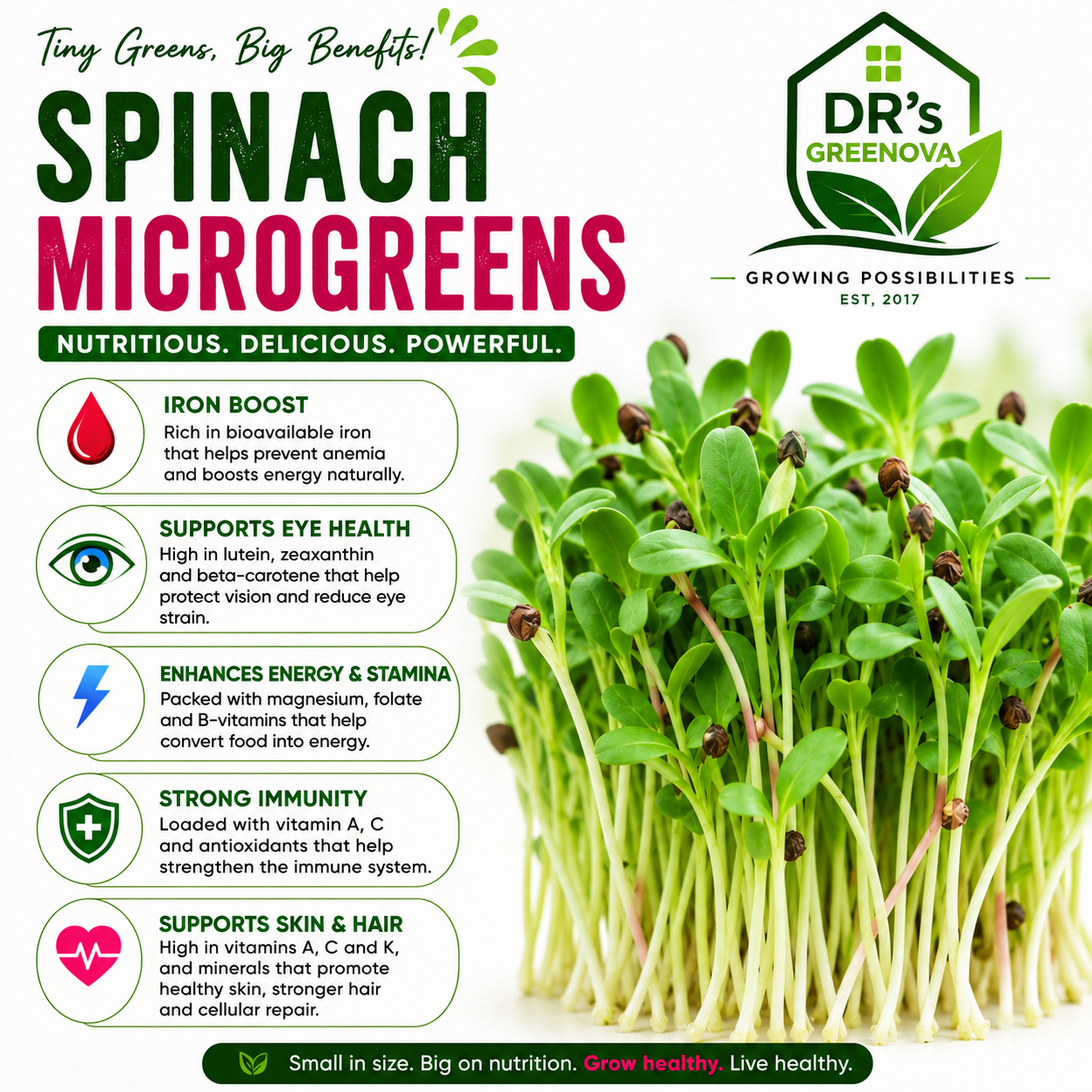 Spinach Microgreens seeds - 100 g