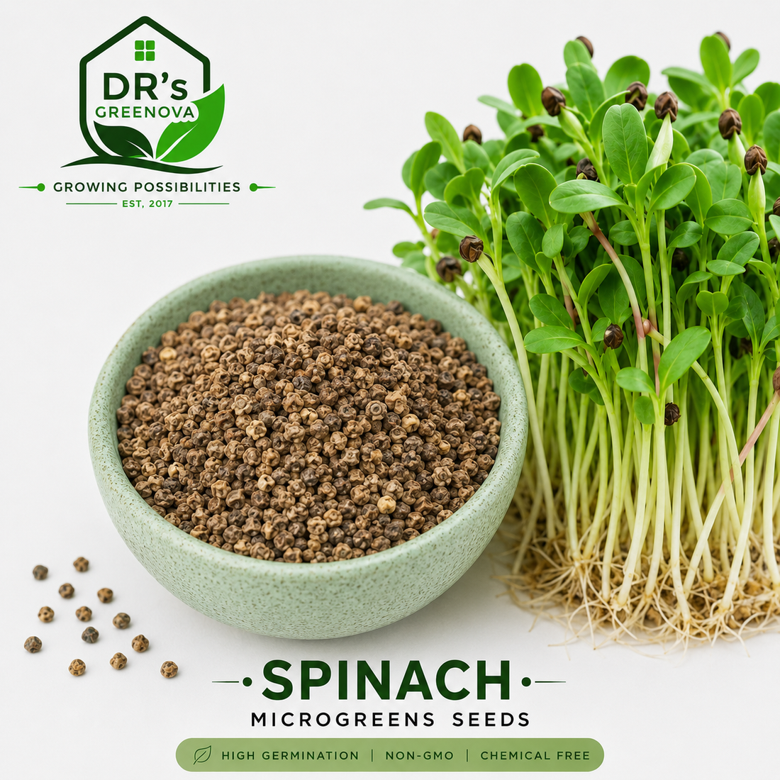 Spinach Microgreens seeds - 100 g