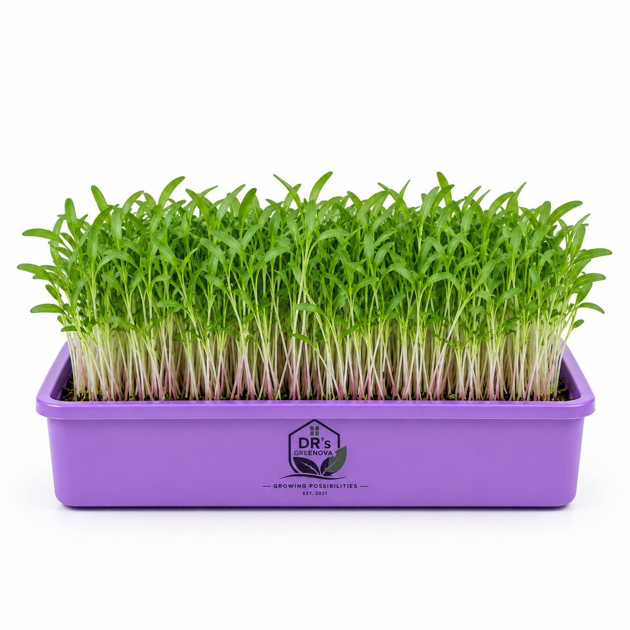 Spinach Microgreens seeds - 100 g