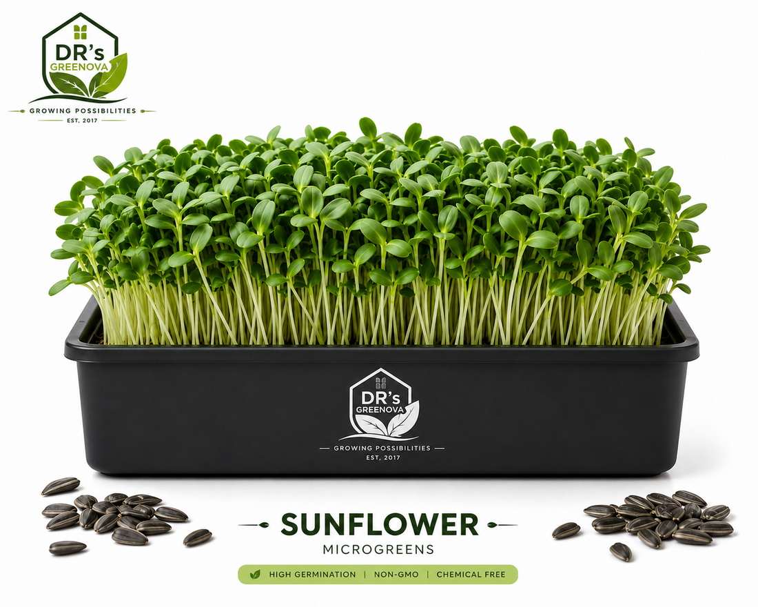 Fresh Sunflower Microgreens - 100 g