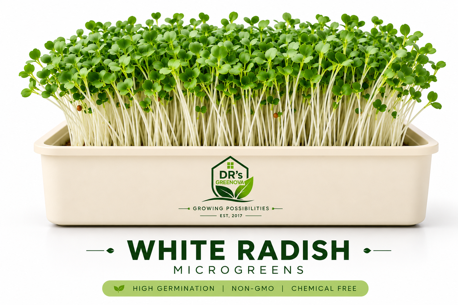 Fresh White Radish Microgreens - 100g