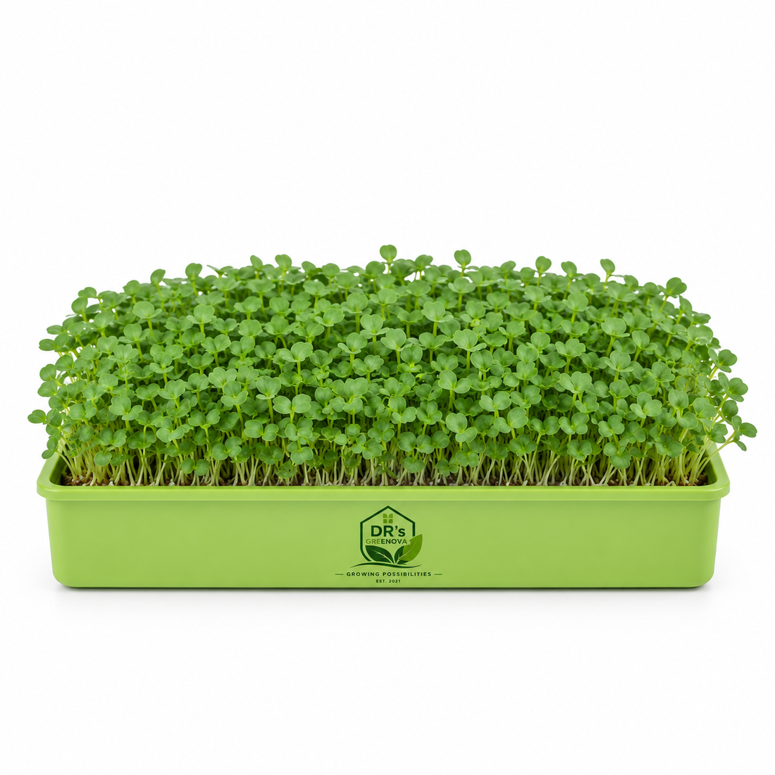 Fresh Rocket Arugula Microgreens - 100 g