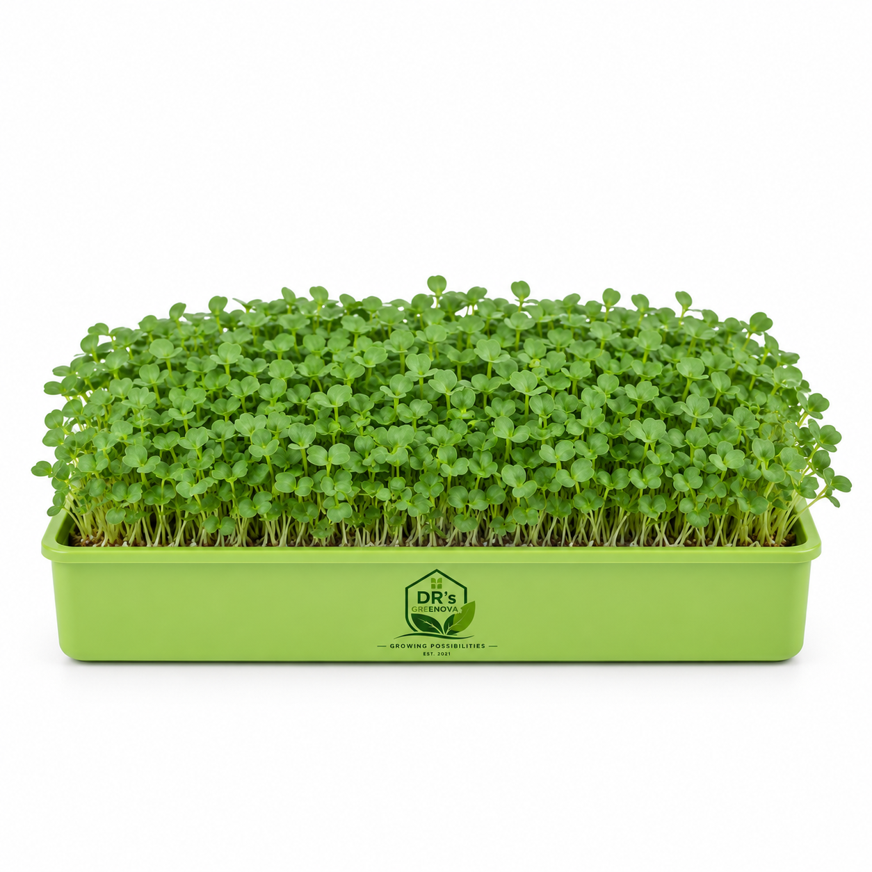 Fresh Rocket Arugula Microgreens - 100 g