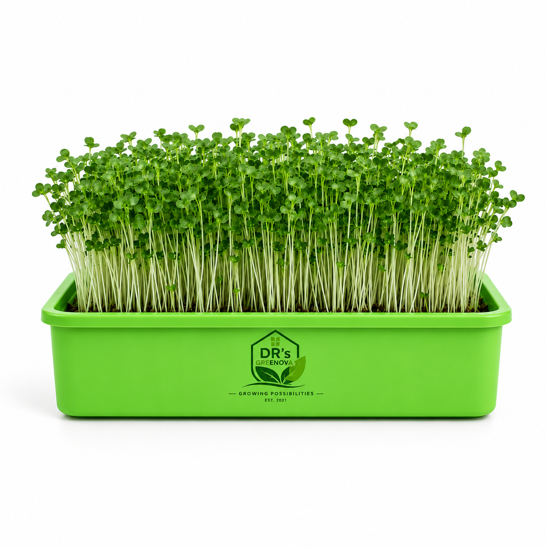 Fresh Broccoli Microgreens
