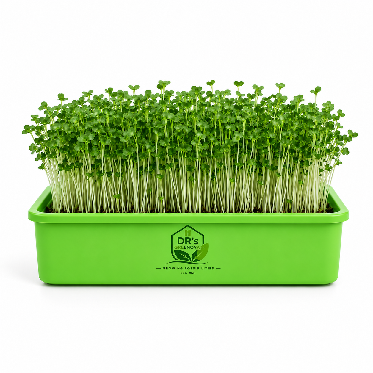 Broccoli Microgreen Seeds - 100 g