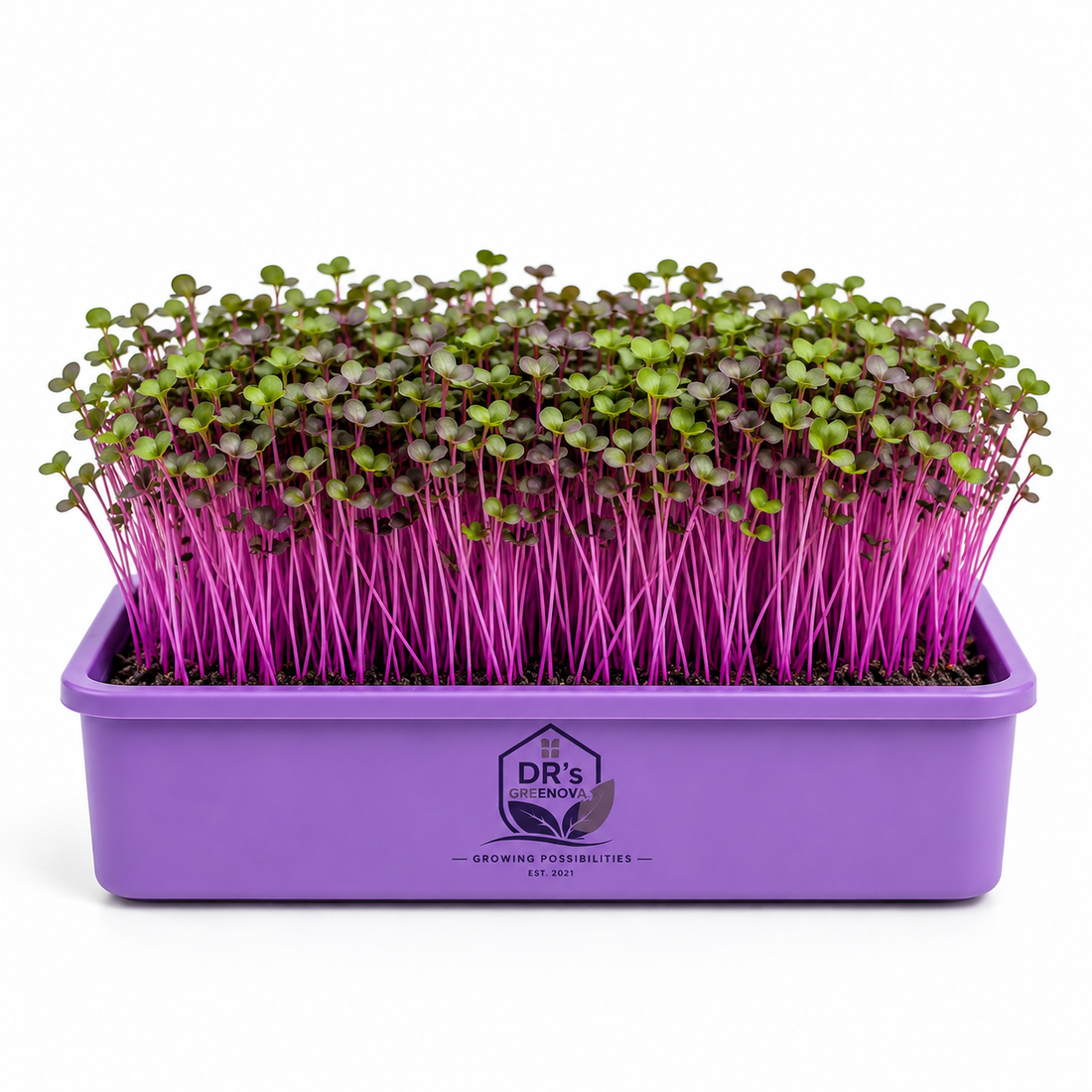 Fresh Red Cabbage Microgreens - 50 g