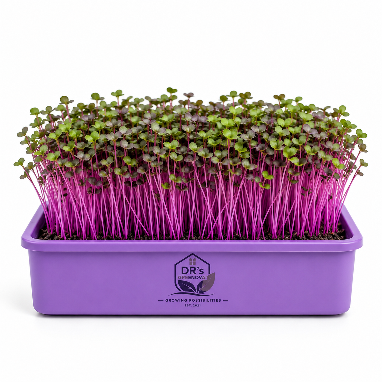 Fresh Red Cabbage Microgreens - 50 g