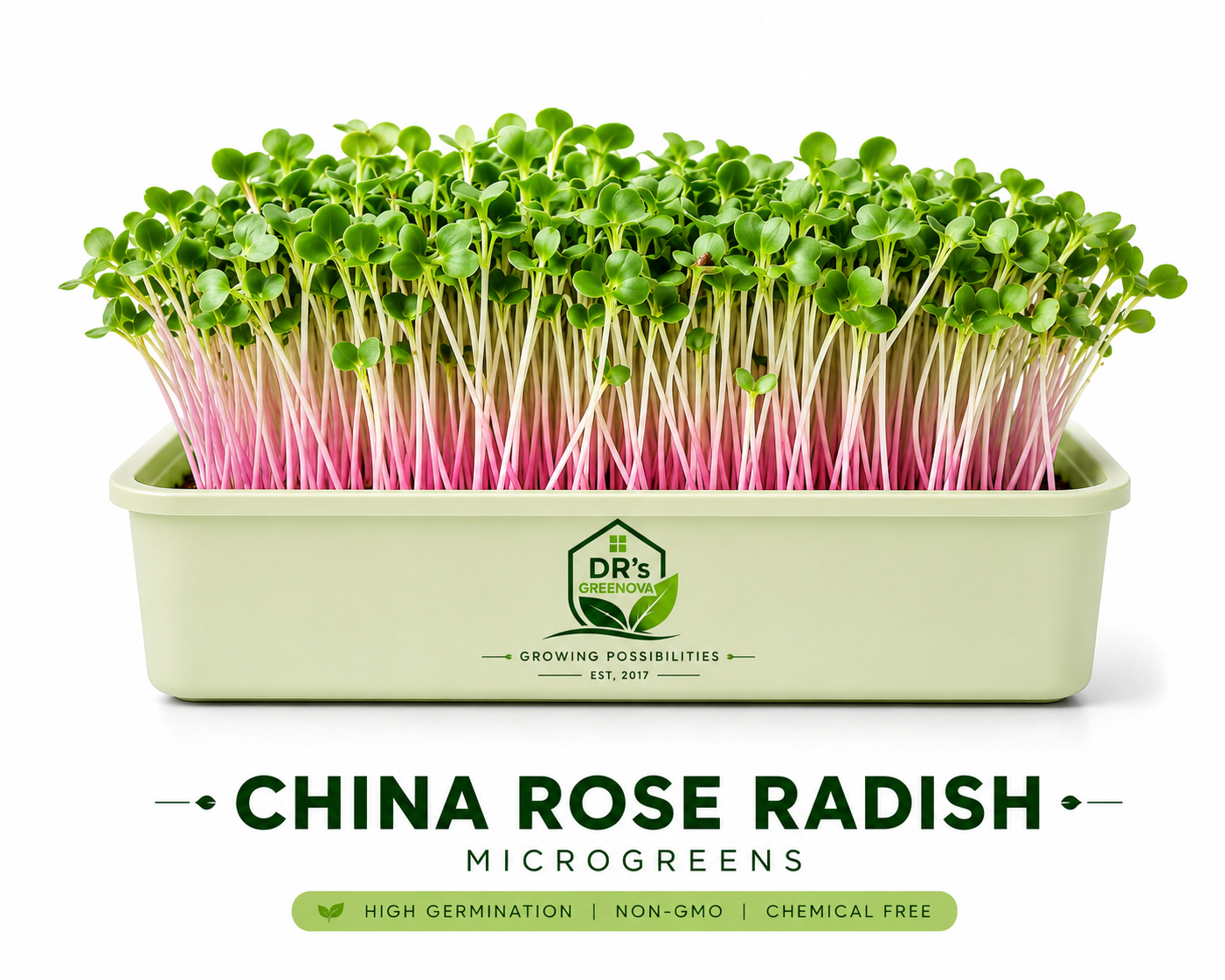 Fresh China Rose Radish Microgreens - 100 g