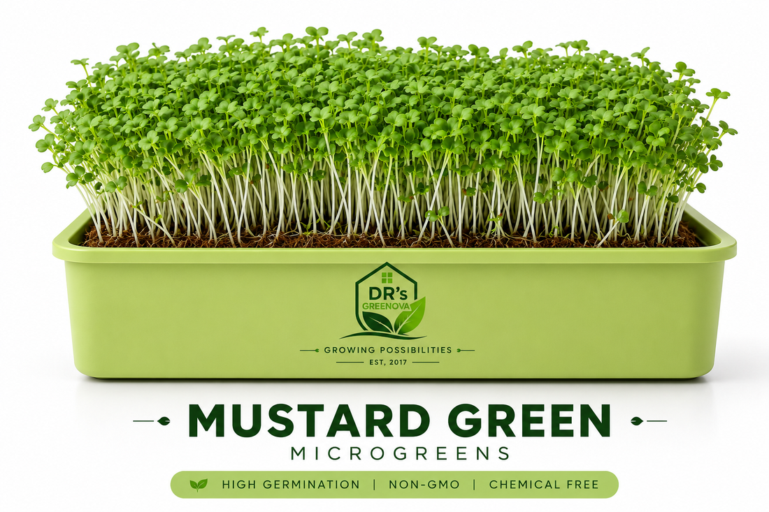 Fresh Green Mustard Microgreens - 100 g